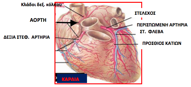 Στεφανιαία Νόσος - Ανατομία Καρδιάς